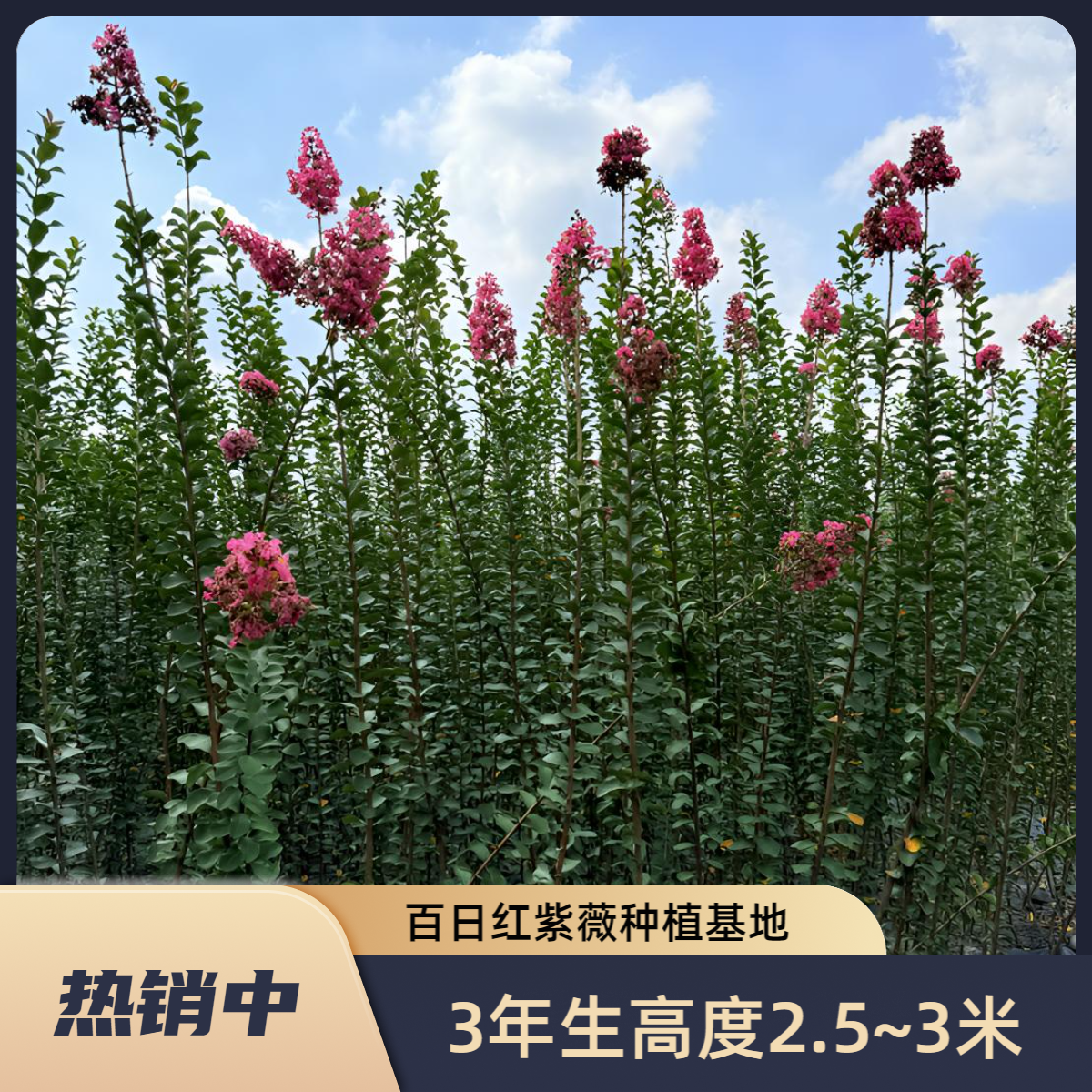 川红小叶紫薇苗  又名百日红、玫瑰红紫薇、国旗红