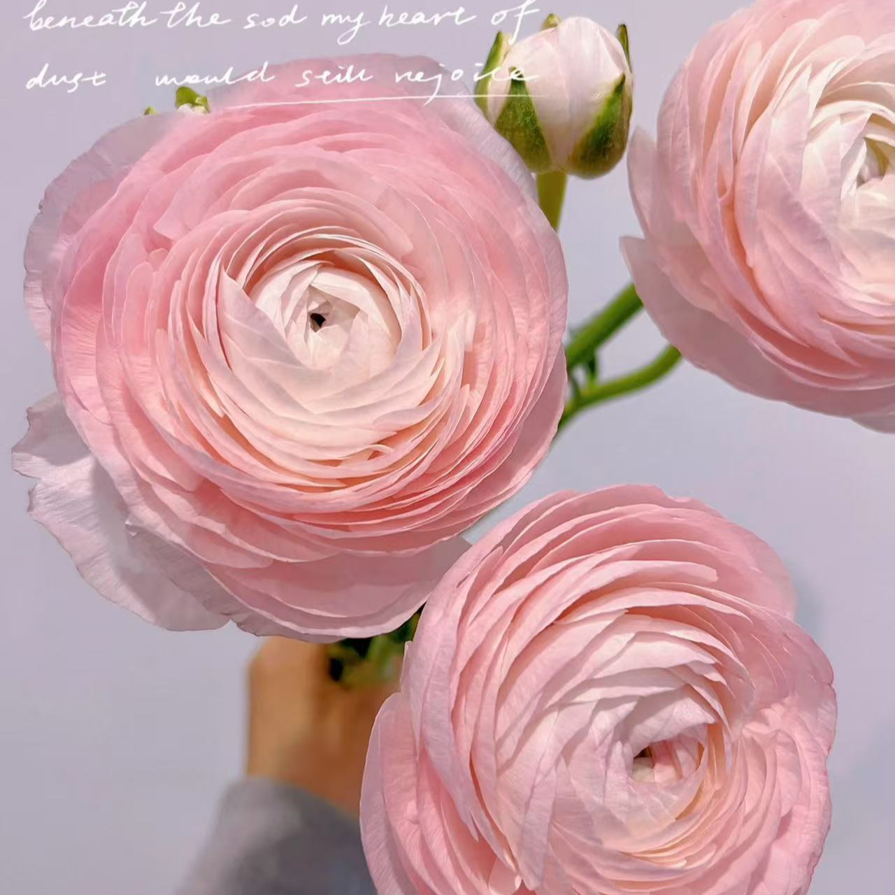 小雨花坊巨型河内洋牡丹