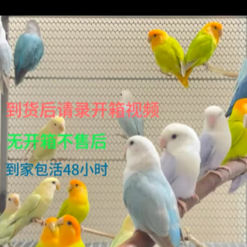 手养面类牡丹半毛（直播链接,一物一拍牡丹鹦鹉）鹦鹉活宠手养鹦鹉