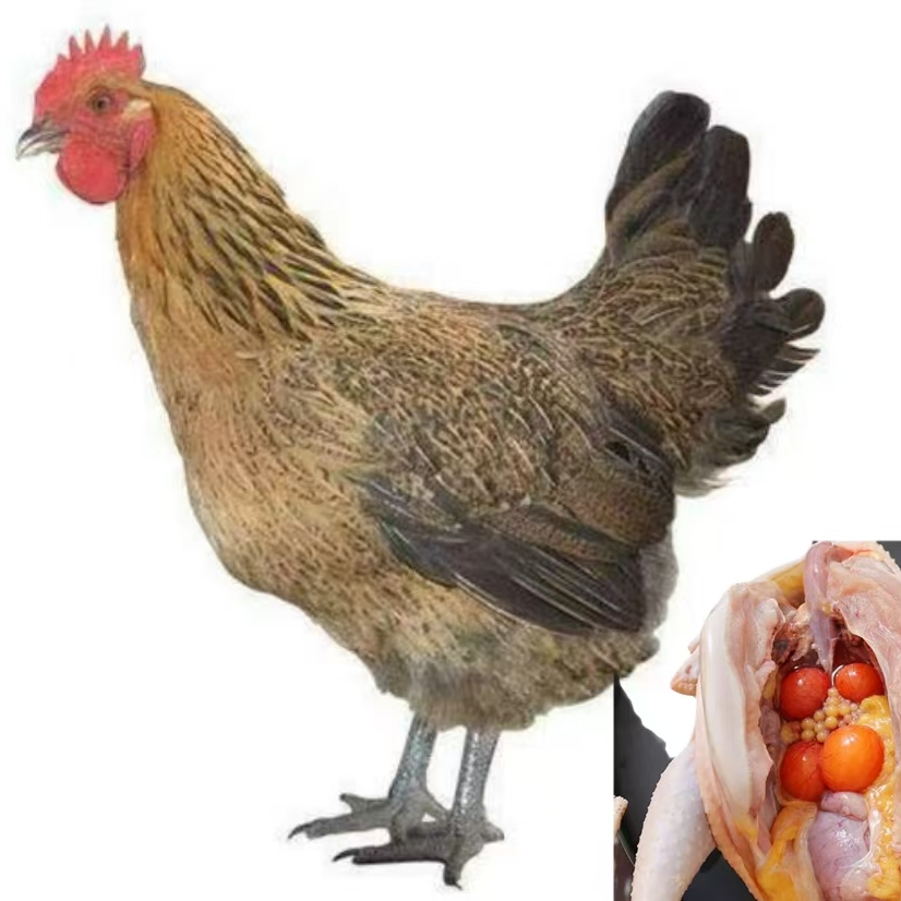 【1斤左右】青脚麻羽 农家土鸡 生鲜美味包邮发货