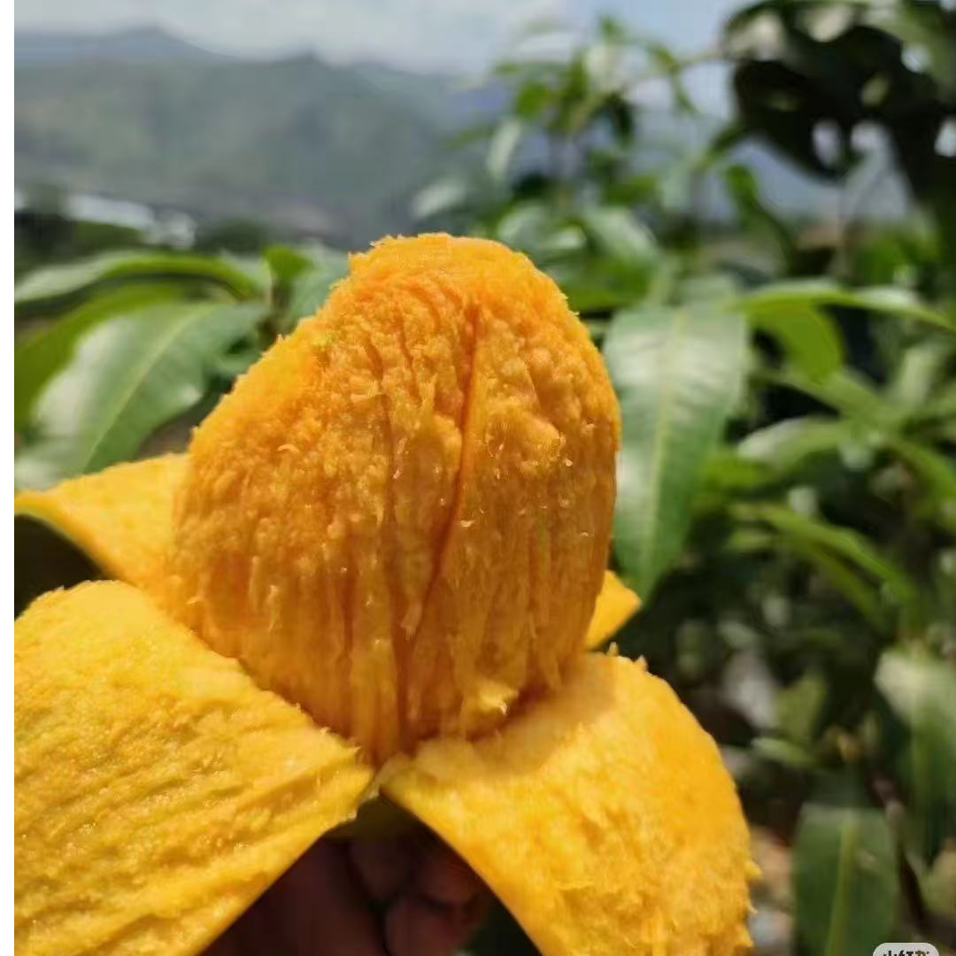 【新疆包邮】攀枝花青皮凯特芒新鲜应季水果