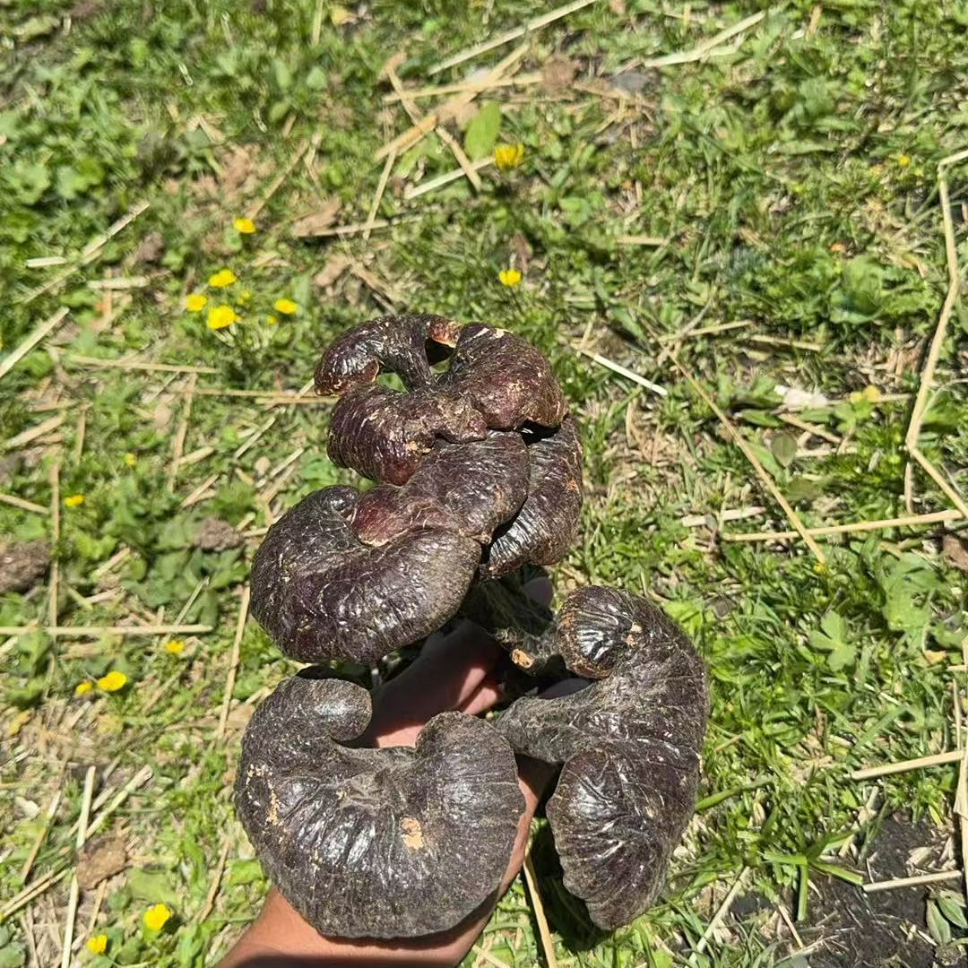 藏灵芝(娇妹精选）