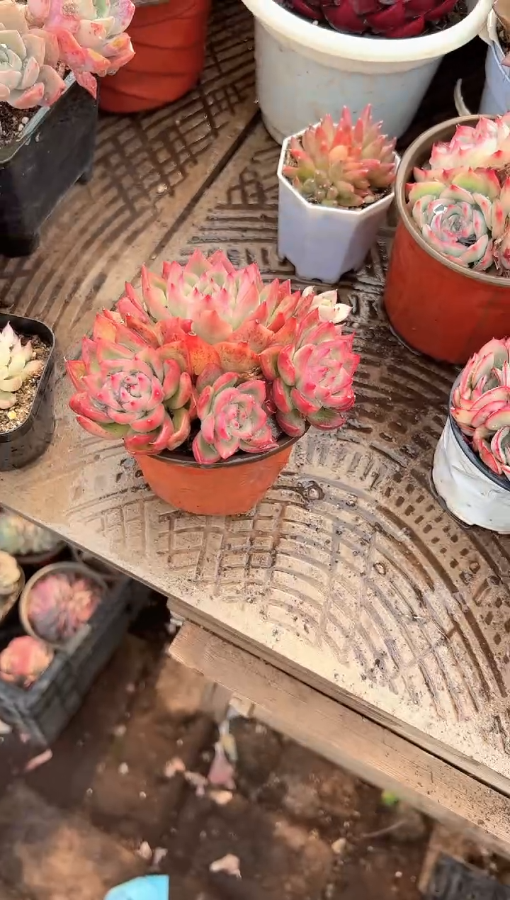 ?**斯多肉植物一物一拍17235