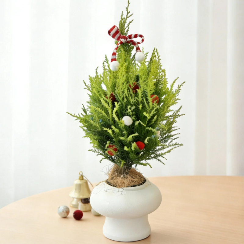 【香松圣诞树】盆栽室内桌面绿植好养又能净化空气氛围感装饰植物