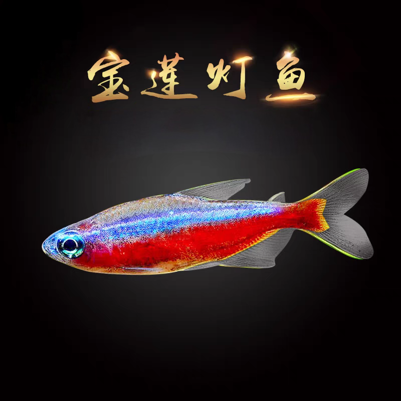 【老吴精选好物】巴西宝莲灯 （三单发货）