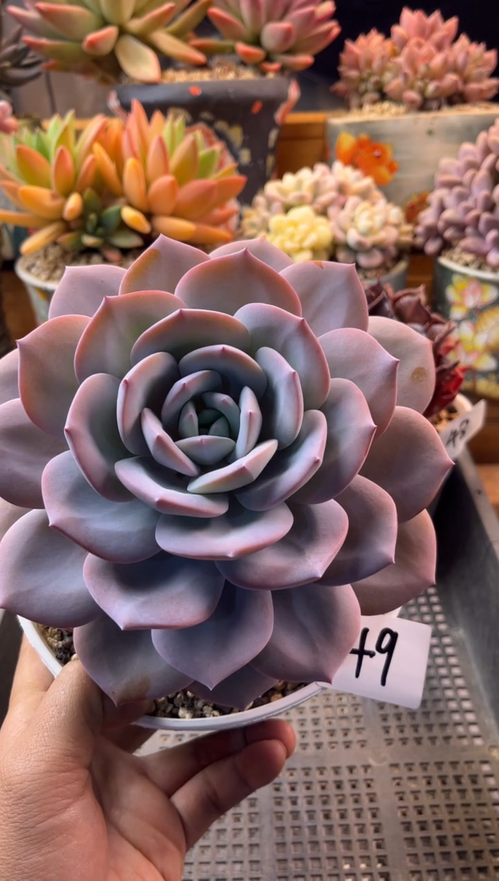12.7-19奶茶老桩1111111111