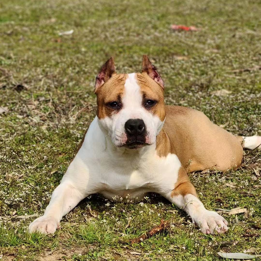 千户犬舍斯塔福狗狗活体链接