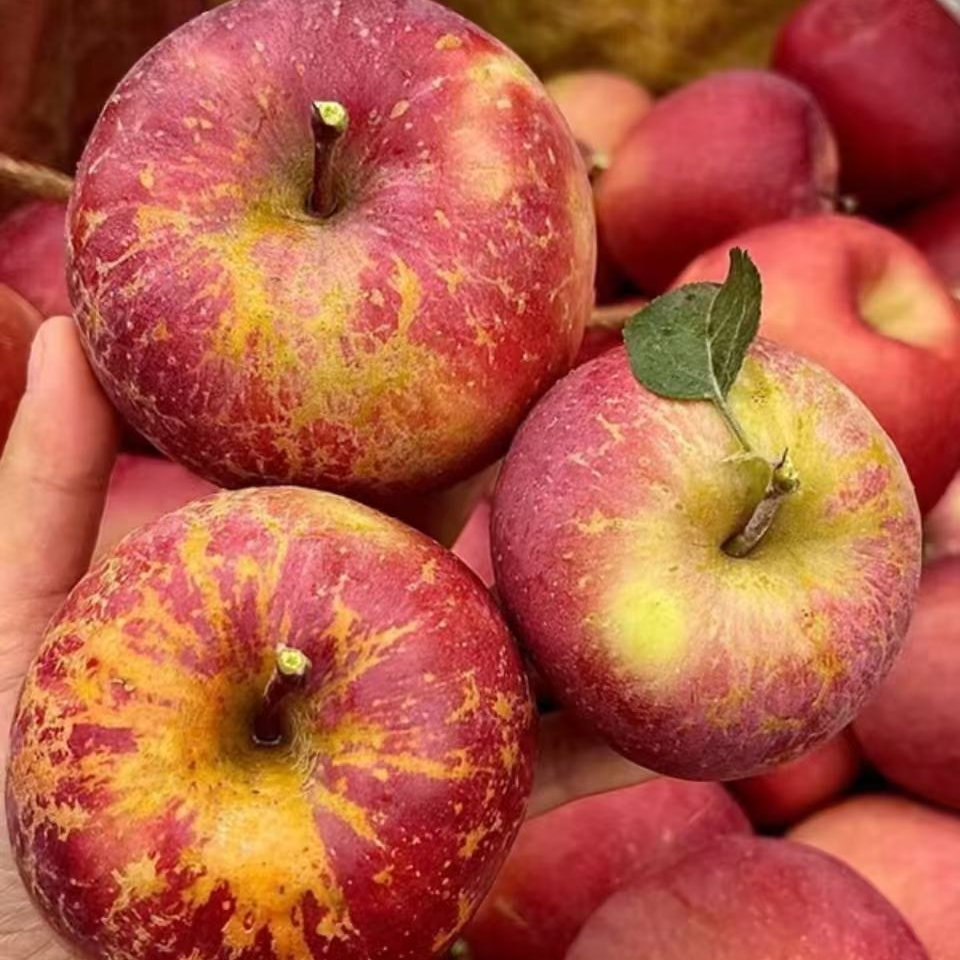 大凉山丑苹果一斤四川省