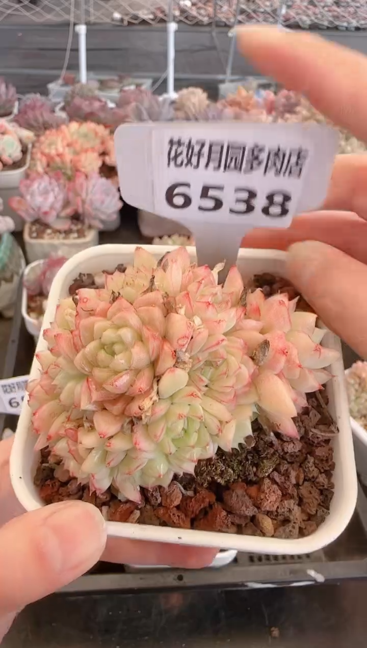 【闪购商品】6538.