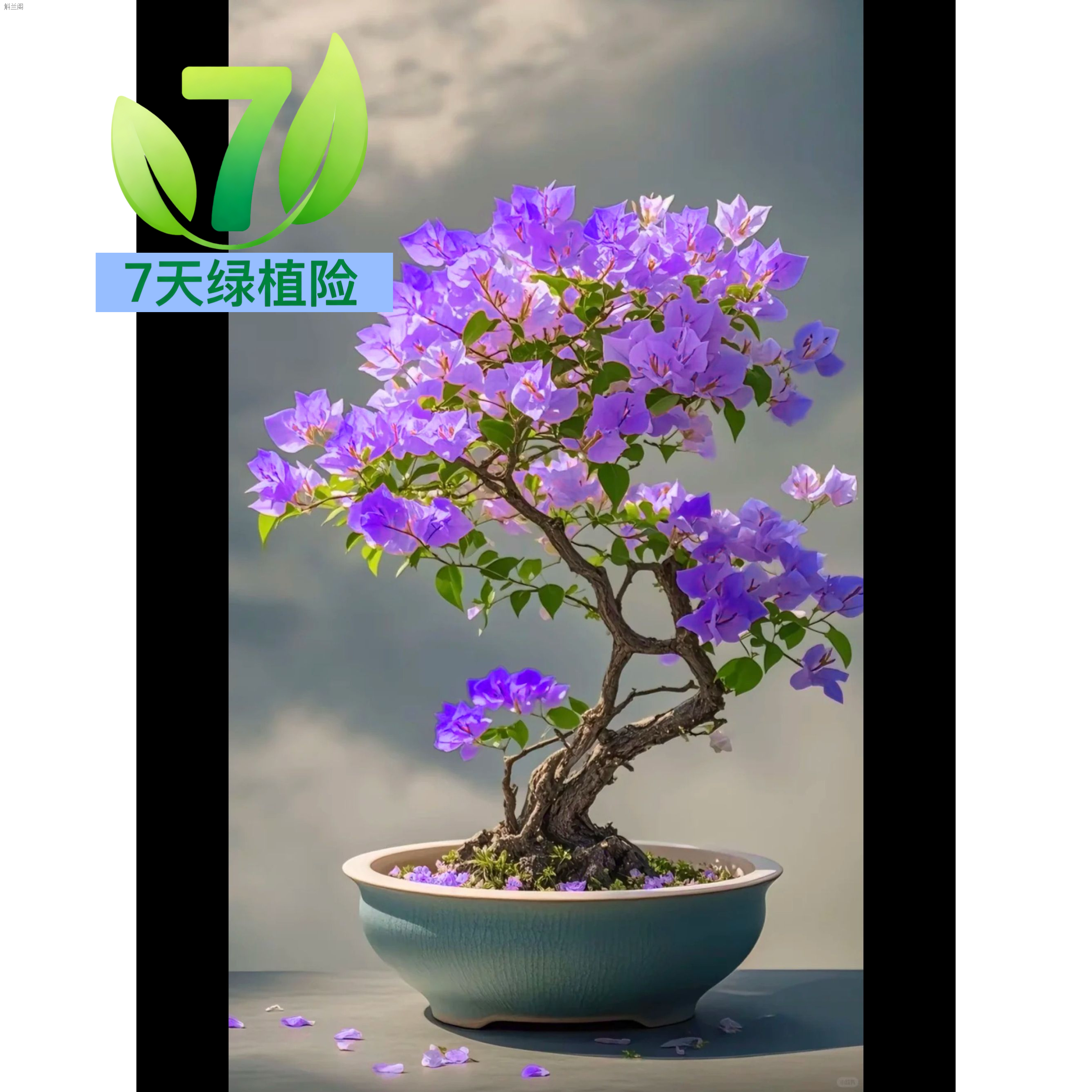 稀有新品【蓝蝶紫燕】三角梅盆栽花卉四季开花勤花带土带根带叶