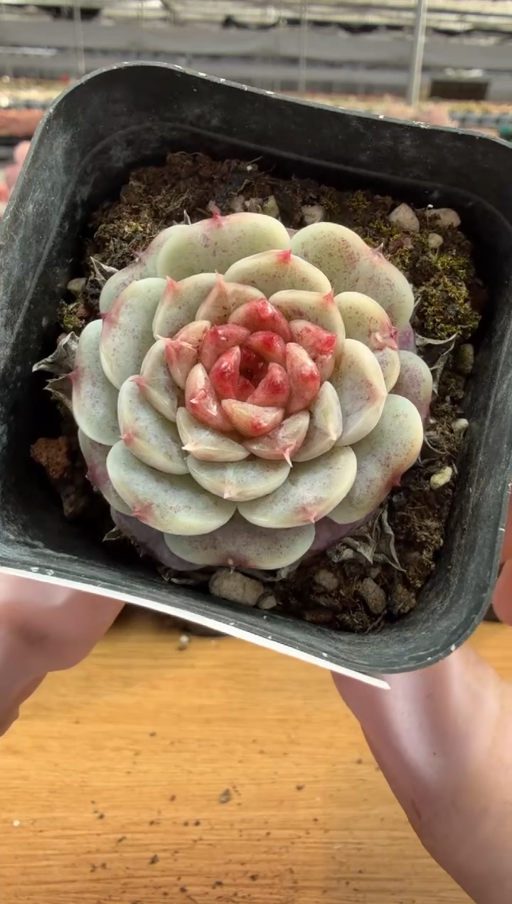 东云多肉园三店-43