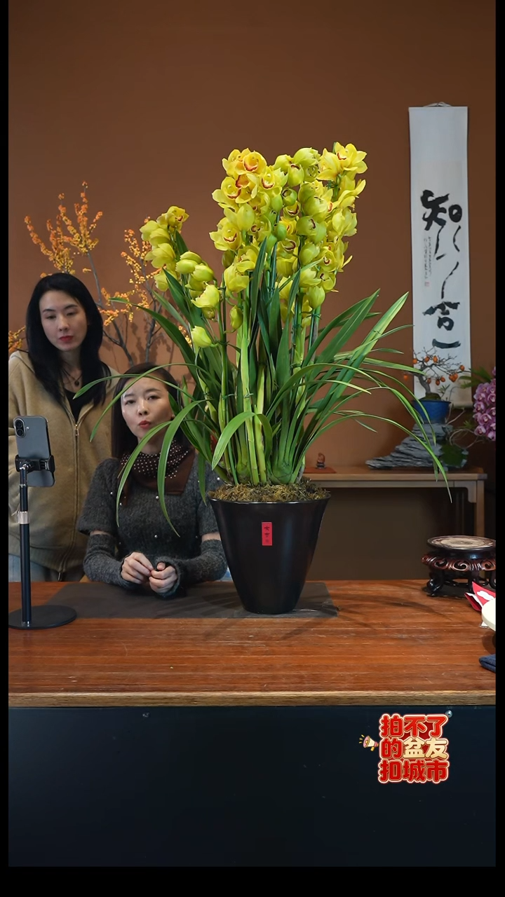 全部花朵黄金岁月盆景盆景