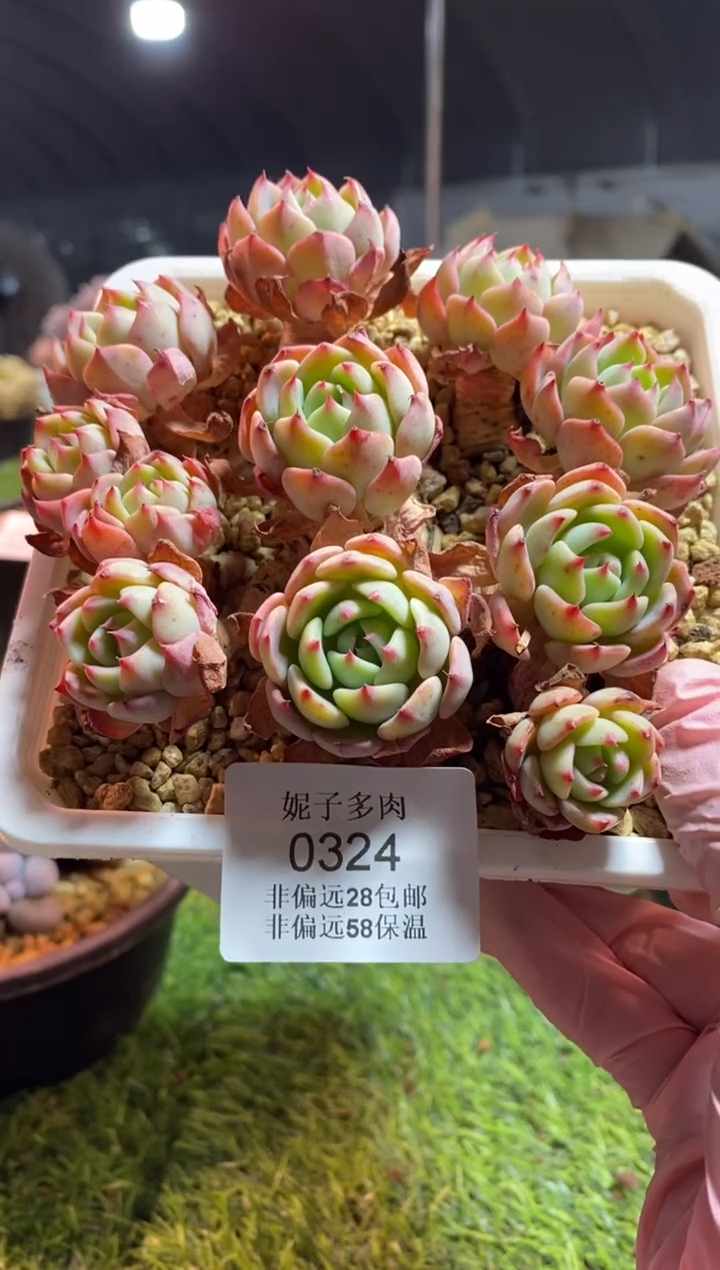 【闪购商品】0324a