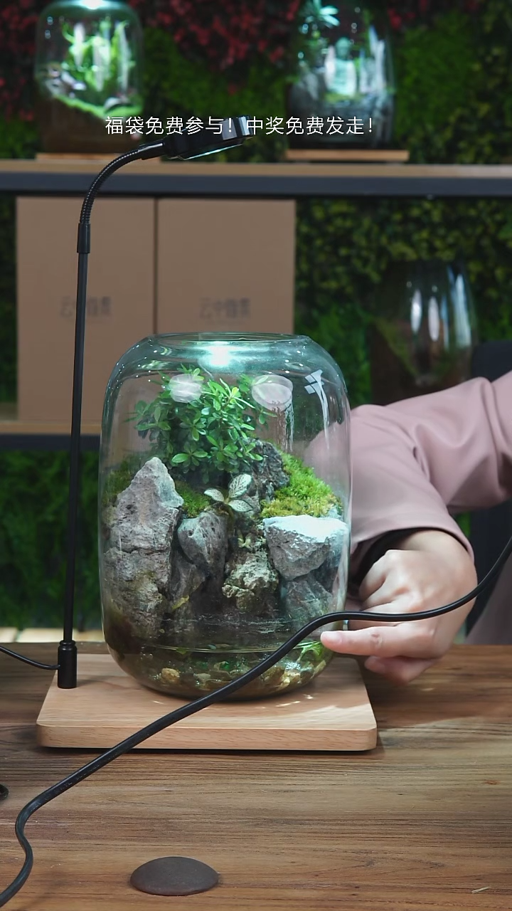 【闪购商品】孤品水陆缸微景观