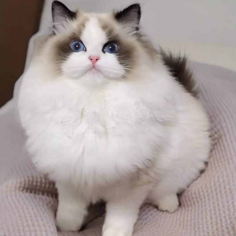 猴哥布偶猫（直播间挑选）一物一拍