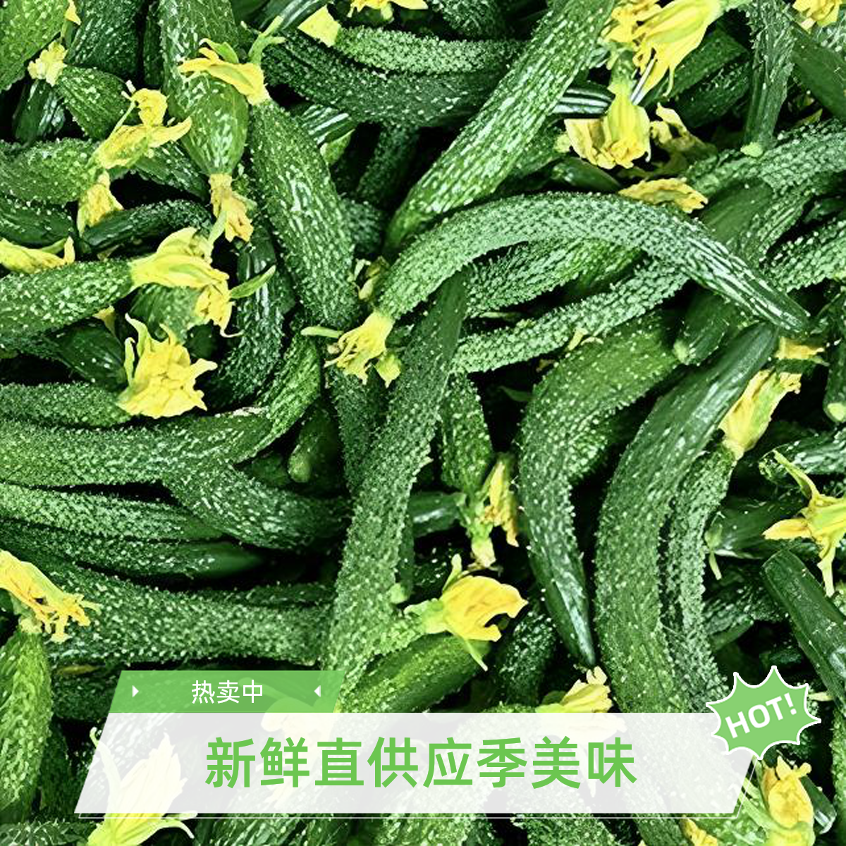 新鲜小黄瓜脆嫩带刺手指粗细乳黄瓜腌制酱瓜专用