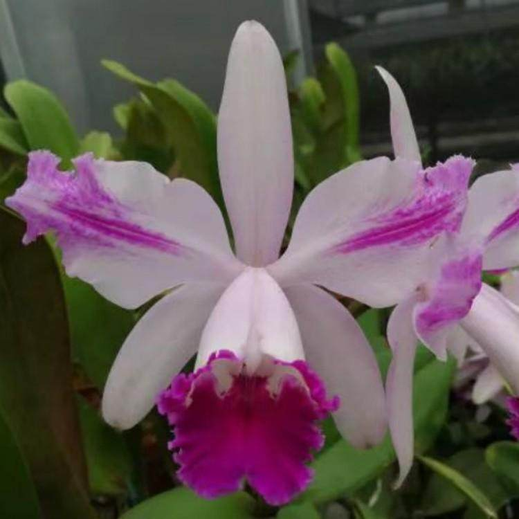卡特兰C. intermedia flamea x sib 双叶原卡火焰纹英特
