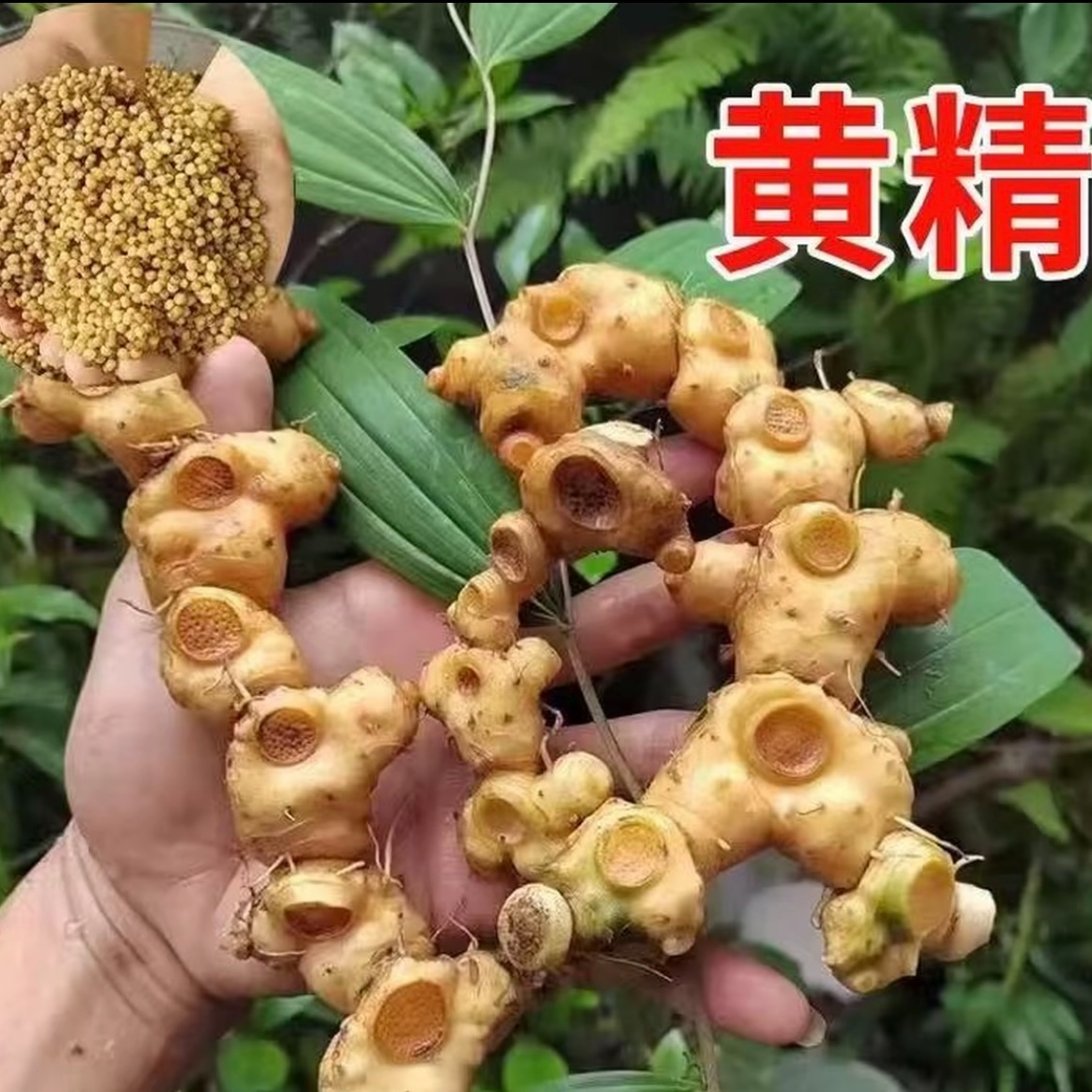 F【黄精种子】家庭阳台庭院种植四季可种易栽易活蔬菜籽商品图