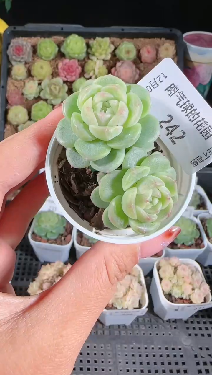 1205-242冰心13多肉群生不包整