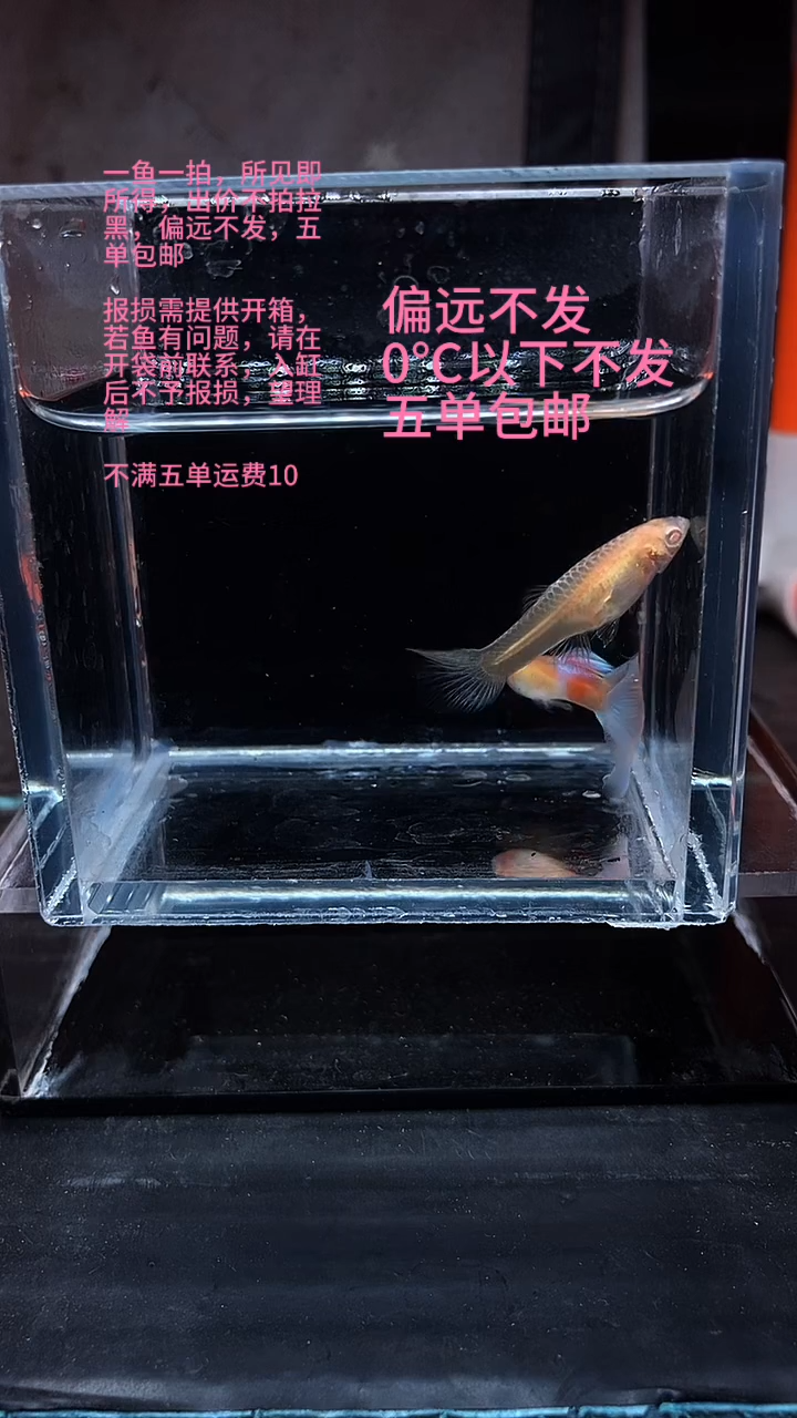 孔雀鱼孔雀鱼 10