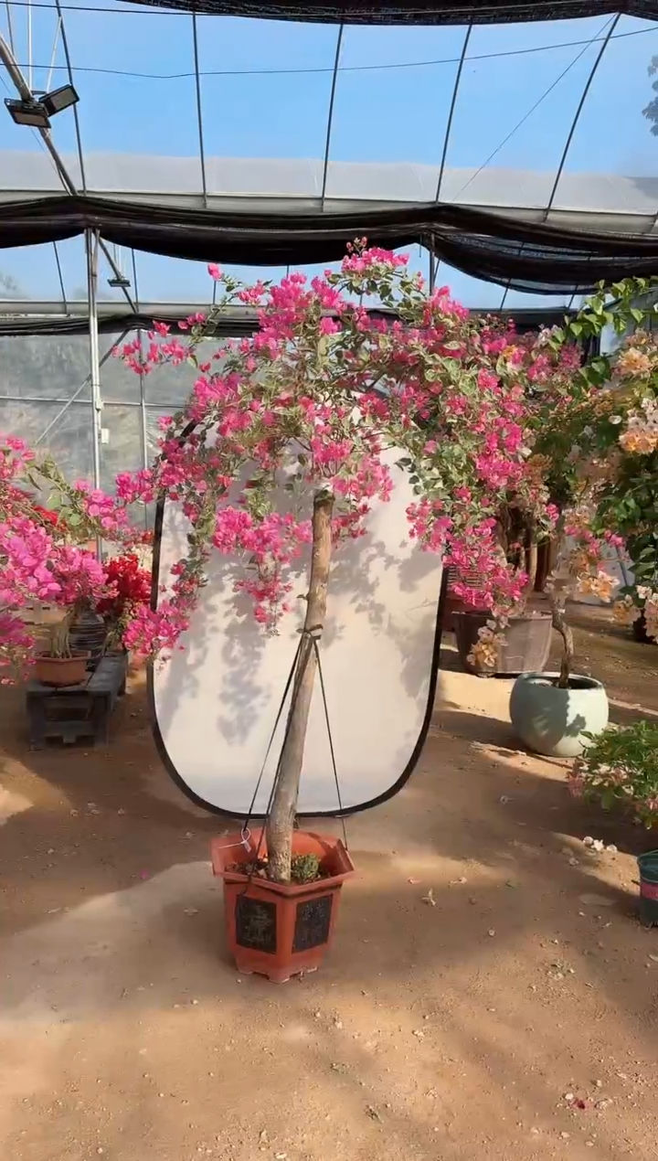 【闪购商品】盆景小斑叶丽人