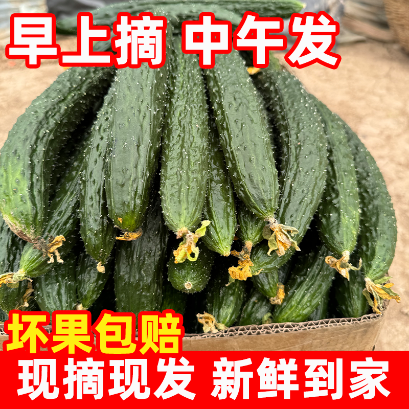 【5斤装】头茬新鲜黄瓜现摘现发生吃蔬菜旱黄瓜新鲜现摘现发