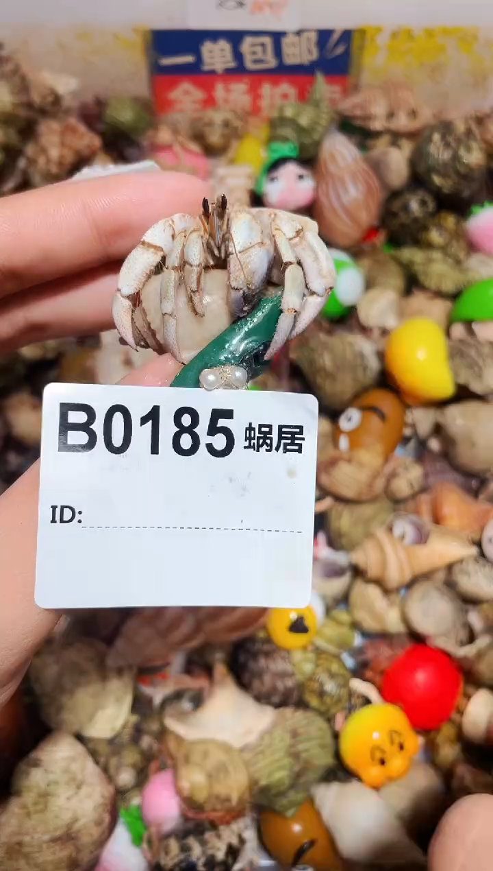 陌派甄选寄居蟹0185