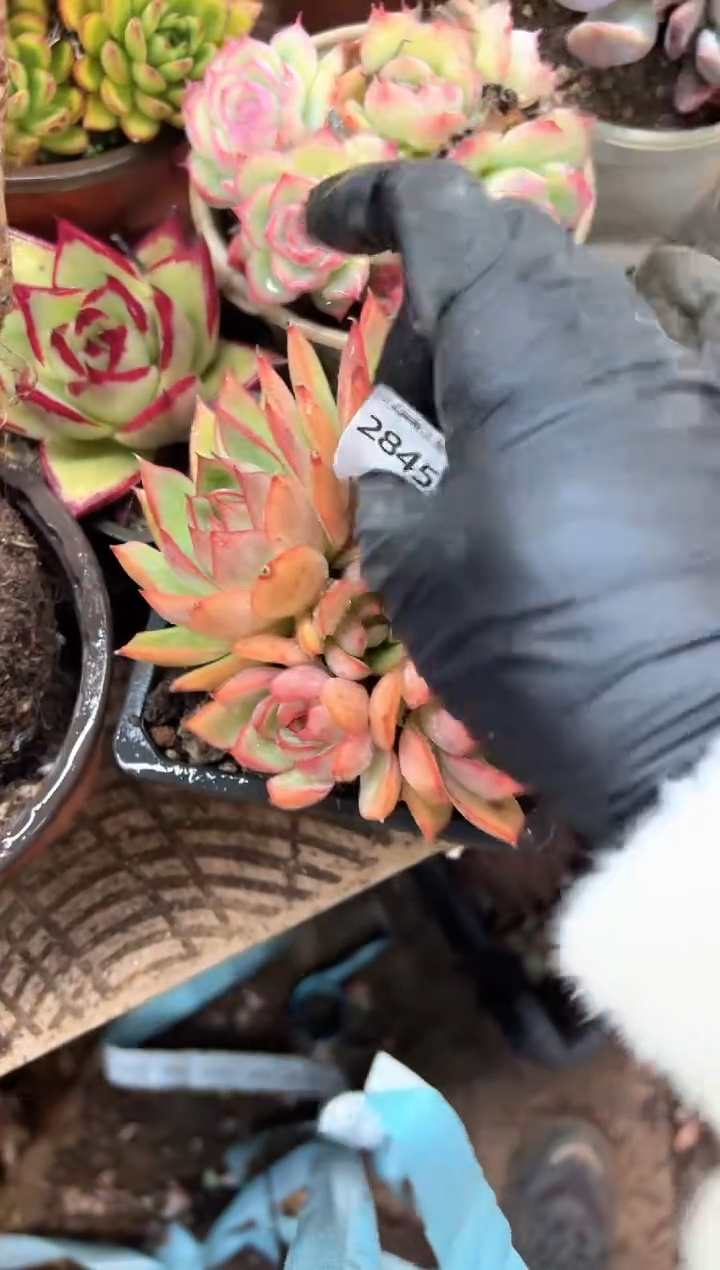 玥***6阿迷洲多肉花卉28453