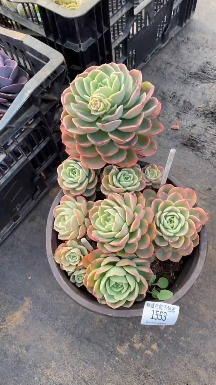 【闪购商品】1553哈密瓜