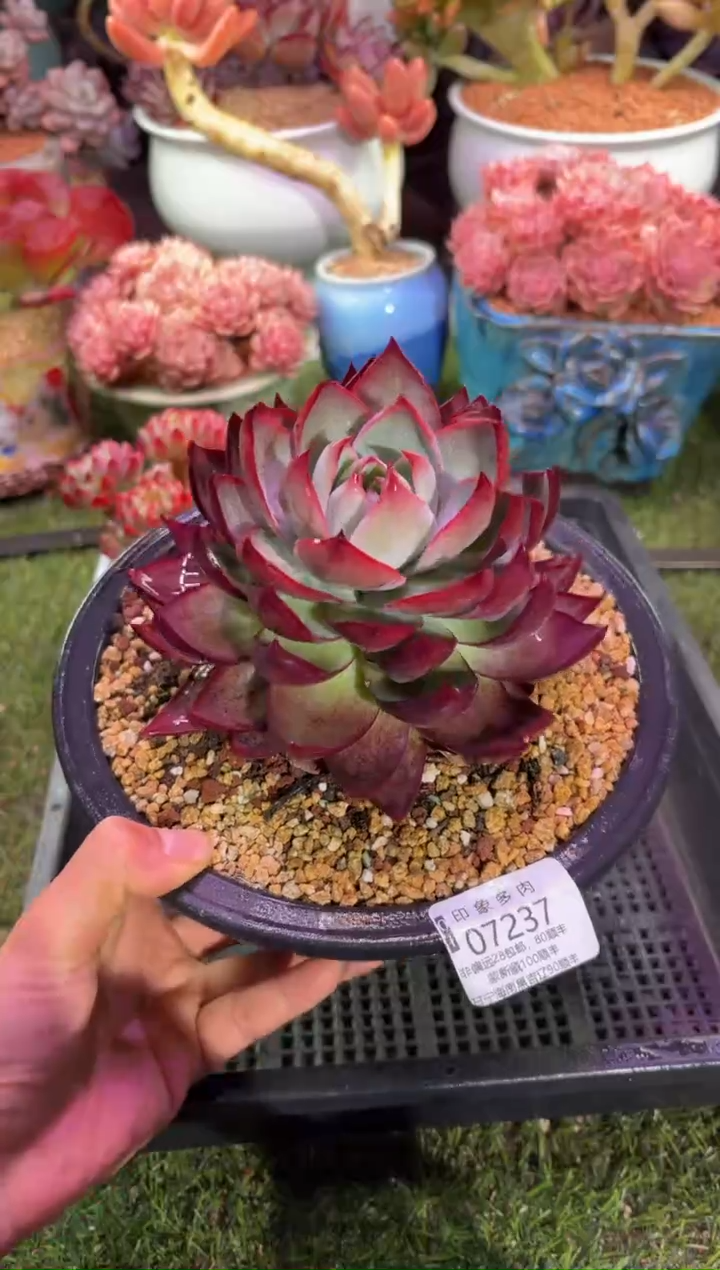 【闪购商品】07237