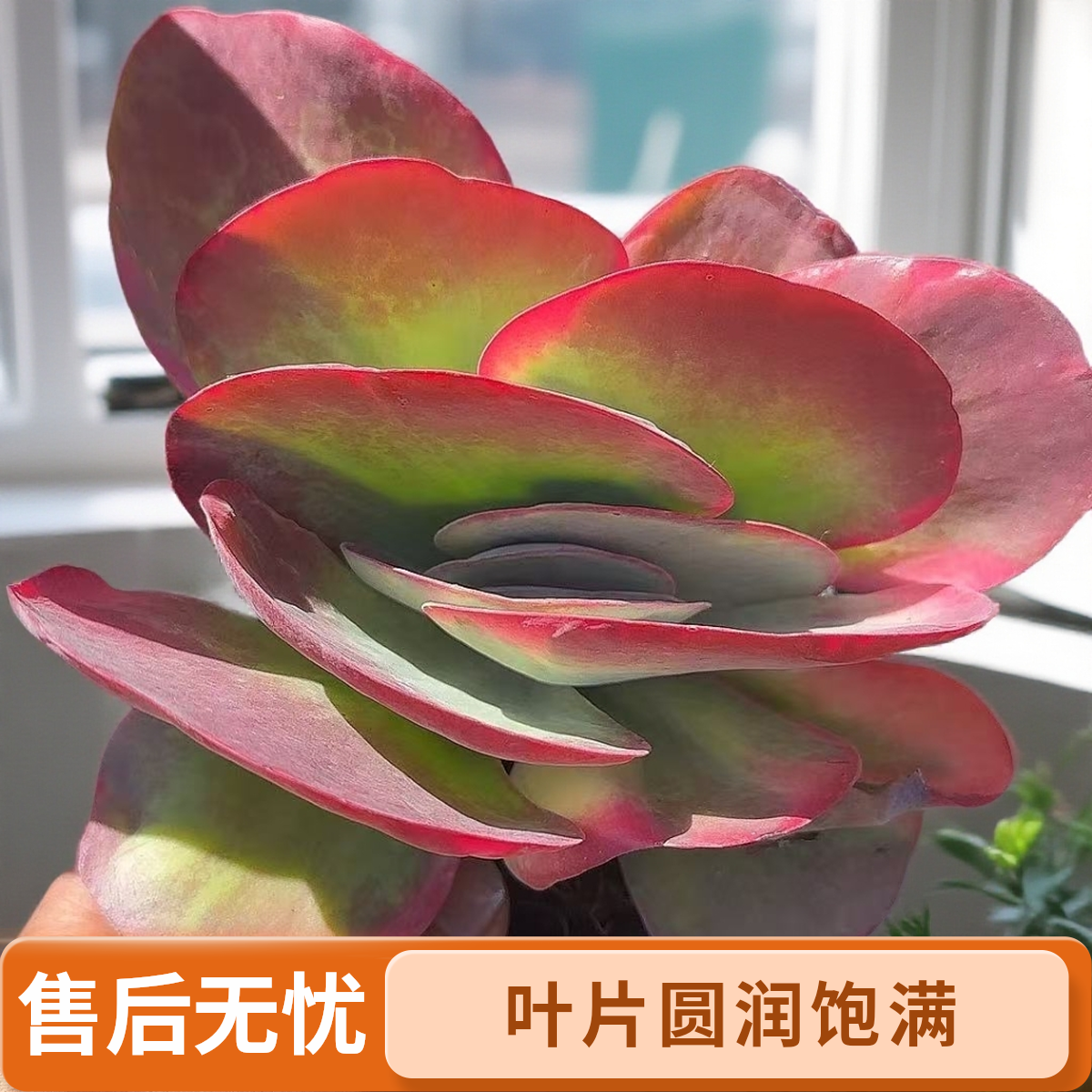 唐印锦脱土    灵峰多肉净化空气