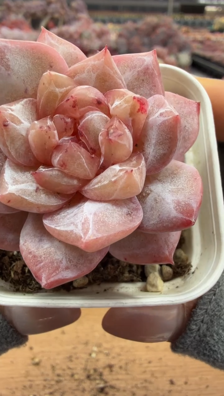 东云多肉园二店-100