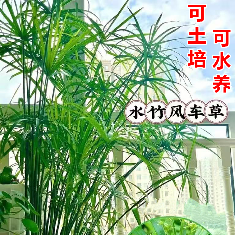 水竹盆栽可土培水培用于室内外鱼池庭院造景四季常青绿植盆栽室内
