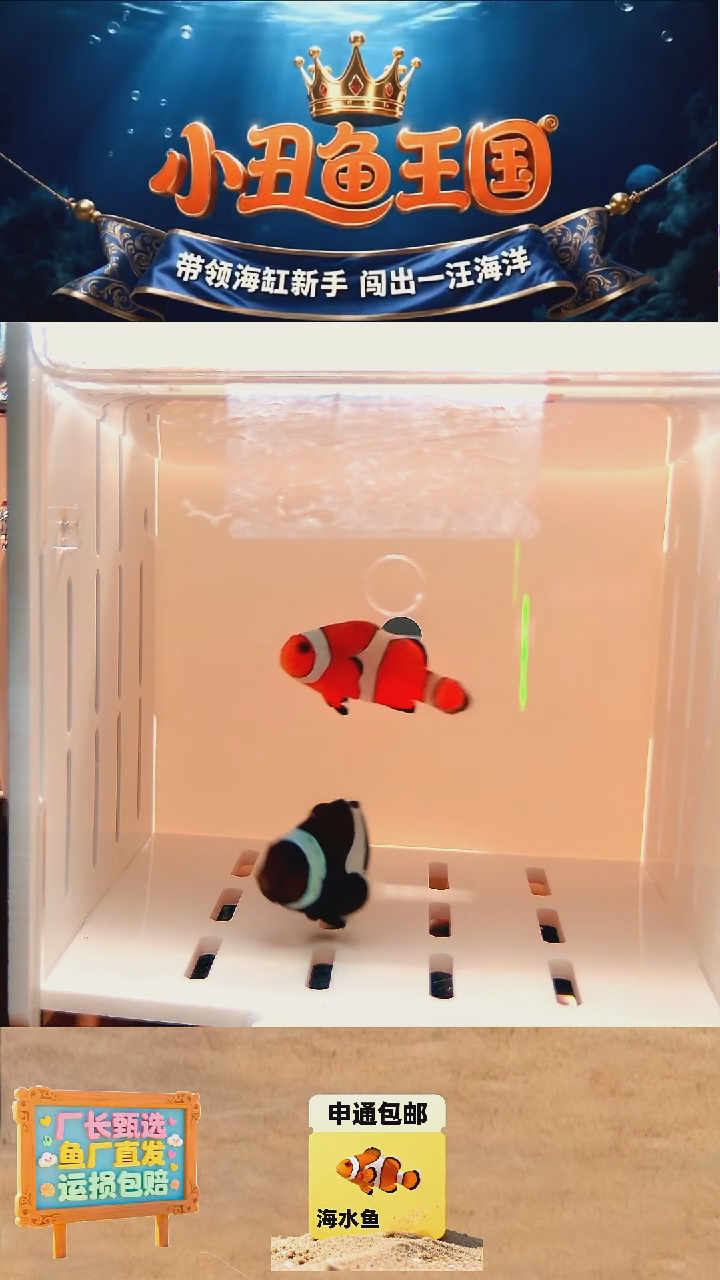 海水鱼全品公子一条3.5-4 奥黑4+