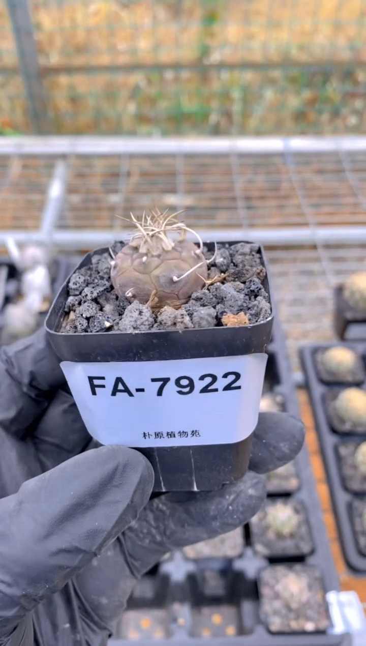 【闪购商品】乌丸FA-7922