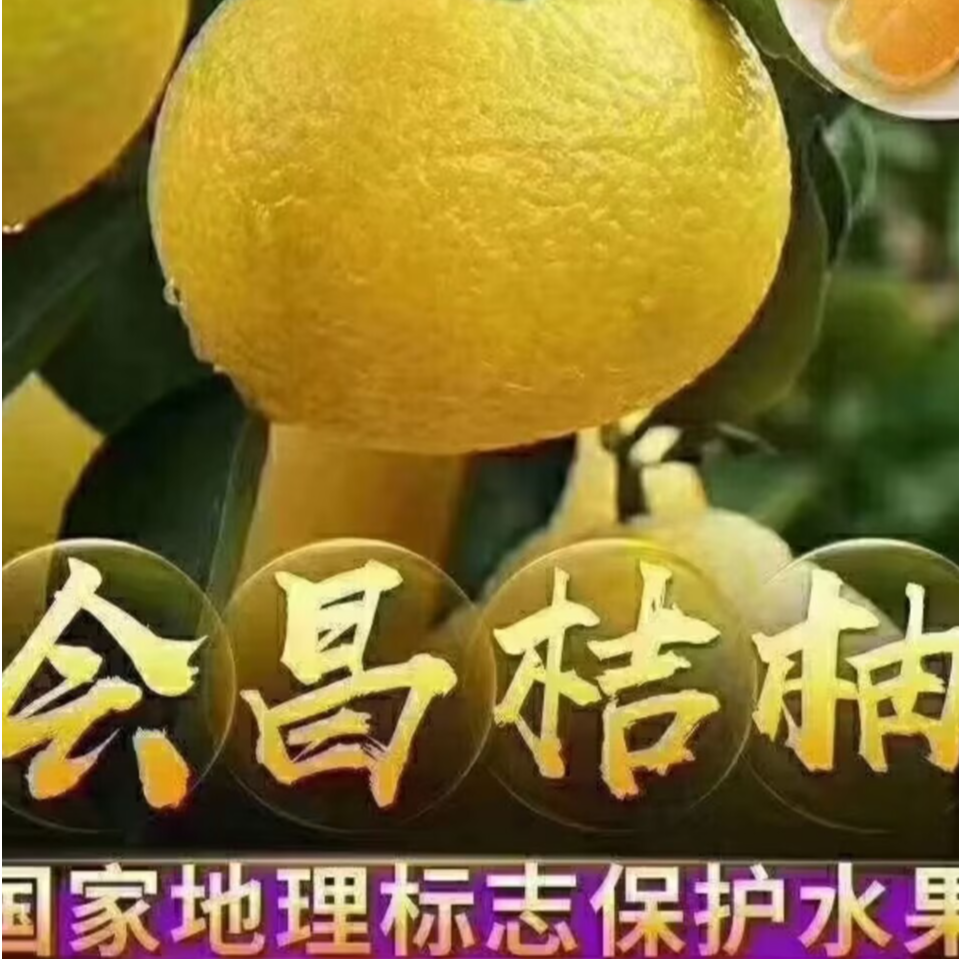 赣南会昌桔柚新鲜水果应季水果10斤装橘柚产地直发