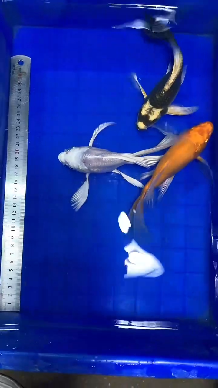 蝴蝶鲤鱼蝴蝶鲤直播选鱼专用链接