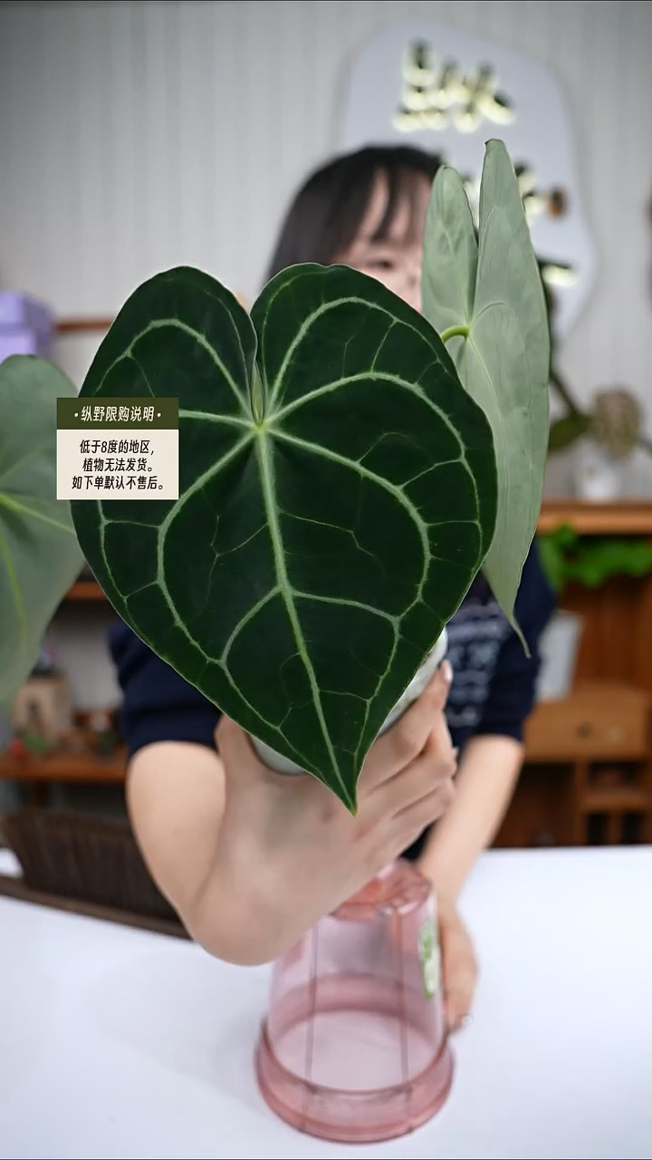 完全开放Y107克莱恩