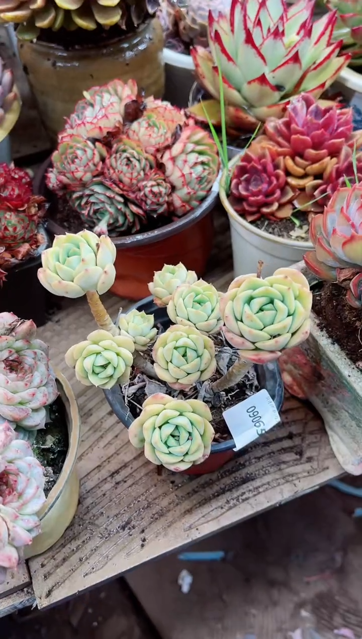 【闪购商品】09065多肉