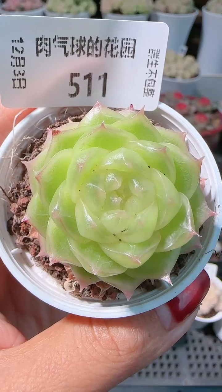 1203-511p3-72多肉群生不包整