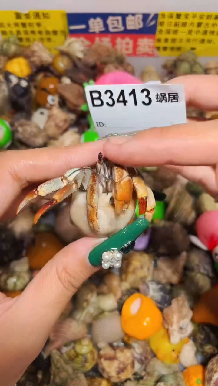 陌派甄选寄居蟹3413