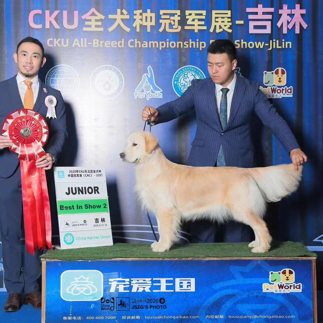 【金星犬舍-活动】金毛巡回猎犬宠物活体萌宠大型犬狗活体