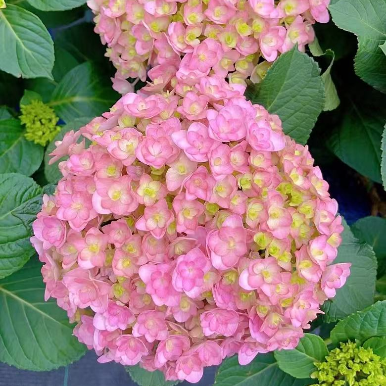 【太阳神殿重瓣1加仑】新款重瓣粉色大花多季节新老枝室内外庭院