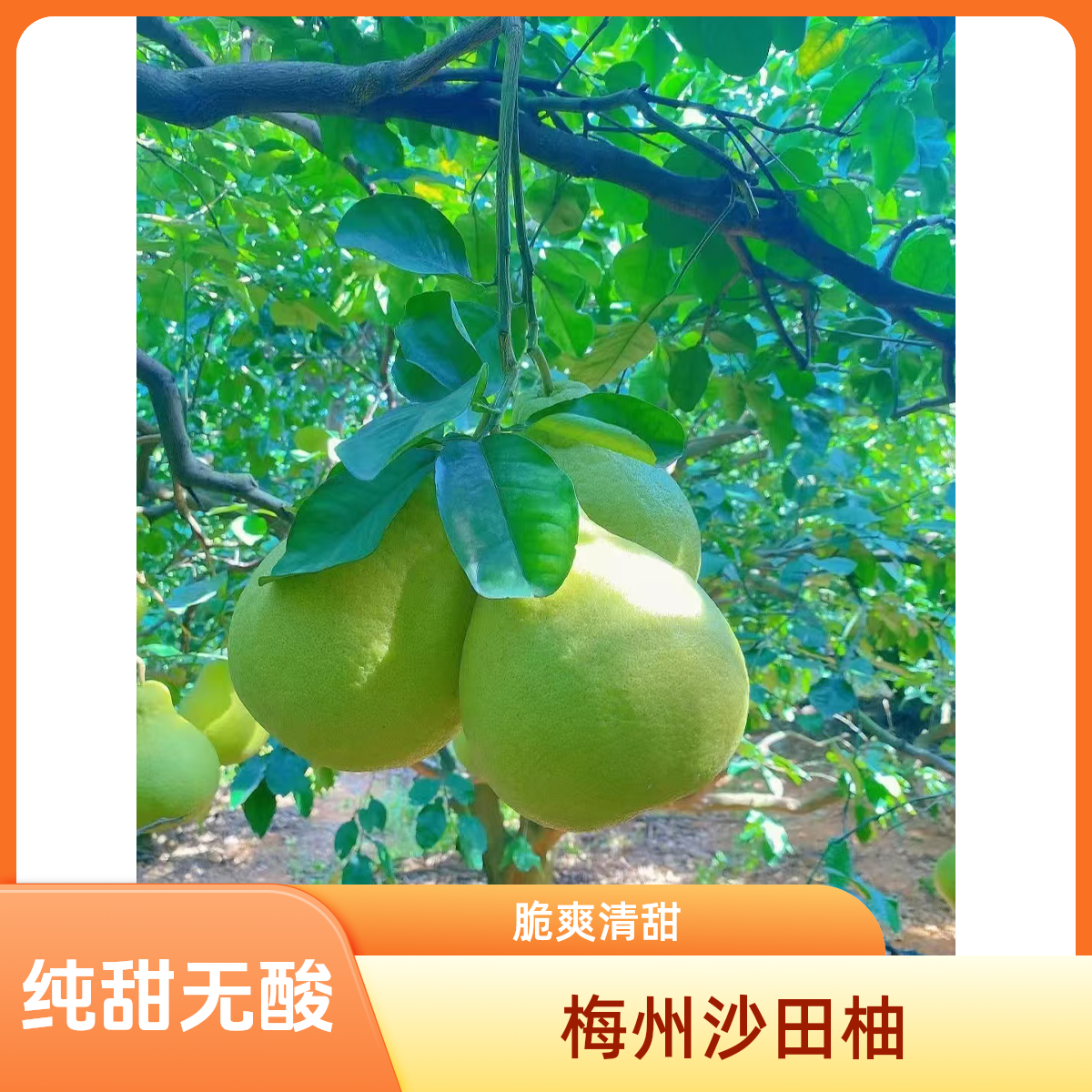 （精选果中大果）20/30/50斤正宗广东梅州沙田柚纯甜水果产地直发