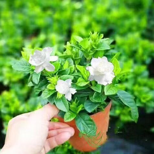 栀子花浓香型重瓣四季开花卉绿植室内桌面盆栽净化空气吸甲醛