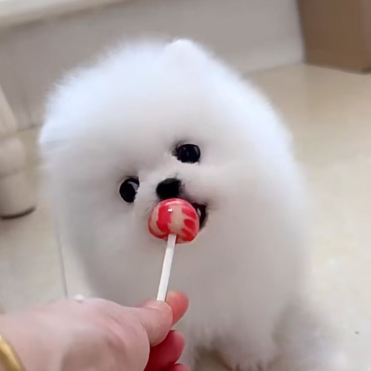 【萌宠基地】博美茶杯犬宠物狗狗