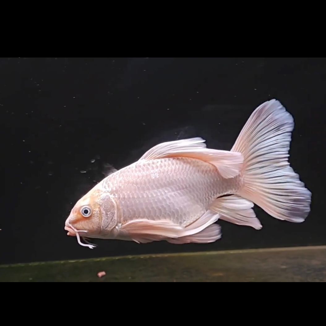 精品蝴蝶鲤直播间一鱼一价，签收录开箱视频，入缸不包售后