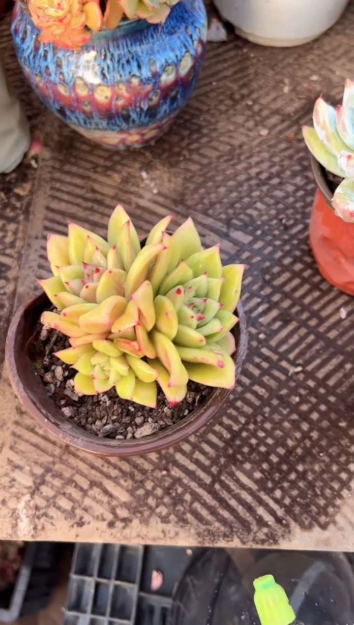 荷**田阿迷洲多肉花卉06390