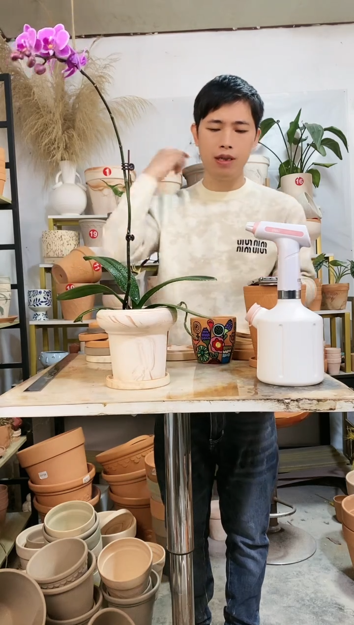 【闪购商品】红陶15*14玛奇朵蘑菇 1盆1托