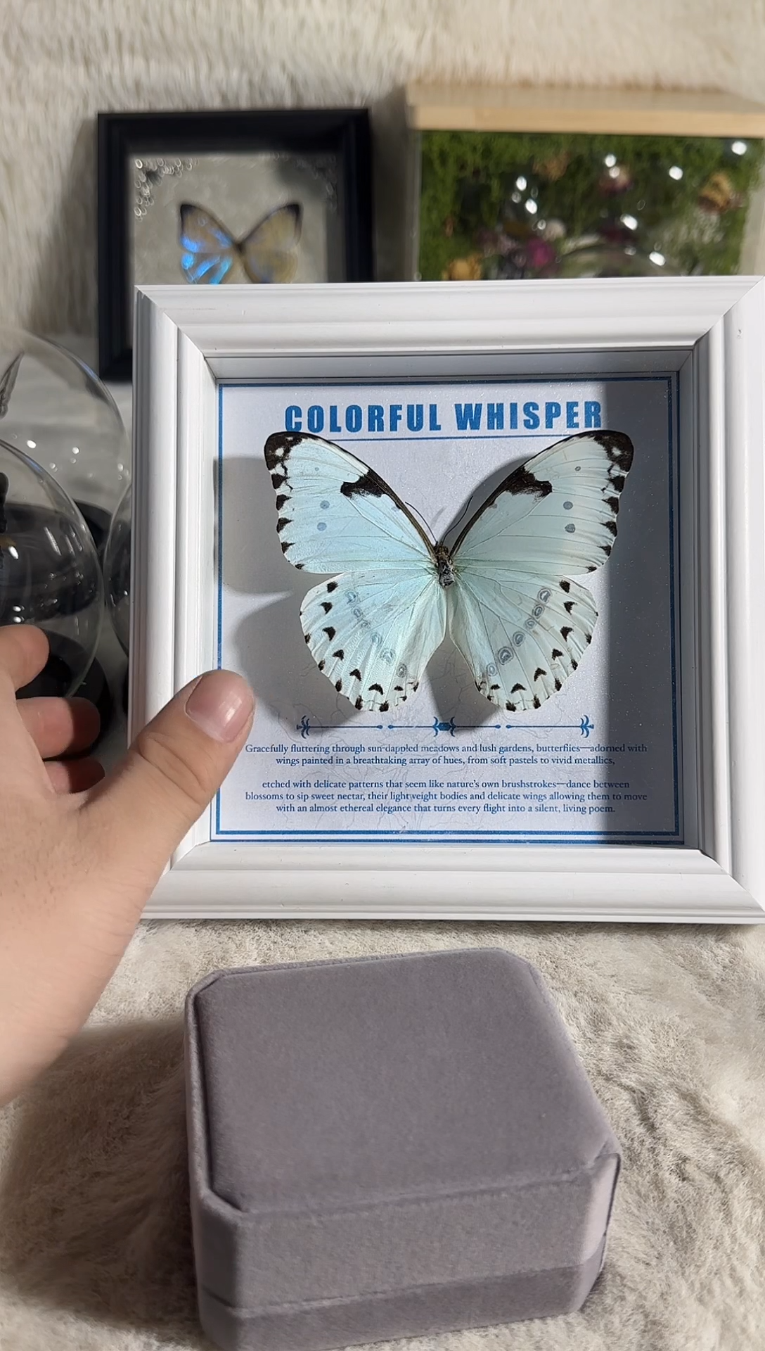 有机玻璃六寸肯特白